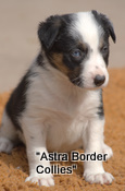 Jess x Brock pup no 3, Tricolour, blue eye Border collie puppy